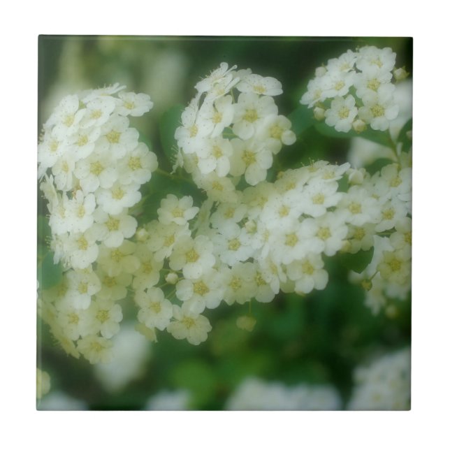 Wild White Rambling Rose Flowers Nature Tile (Front)