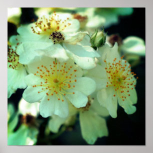 Wild White Rambling Roses Close Up Poster