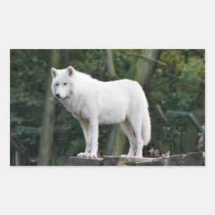 Wild White Wolf Sticker