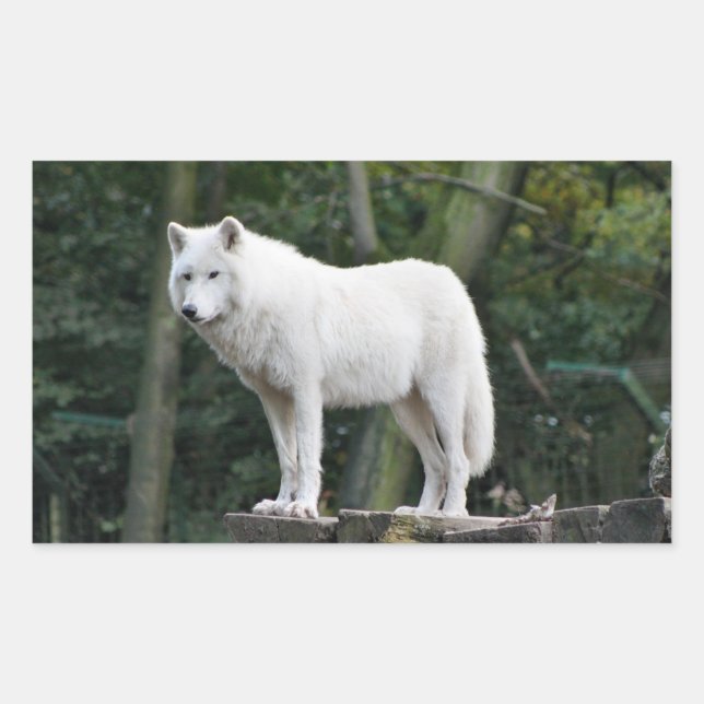 Wild White Wolf Sticker (Front)