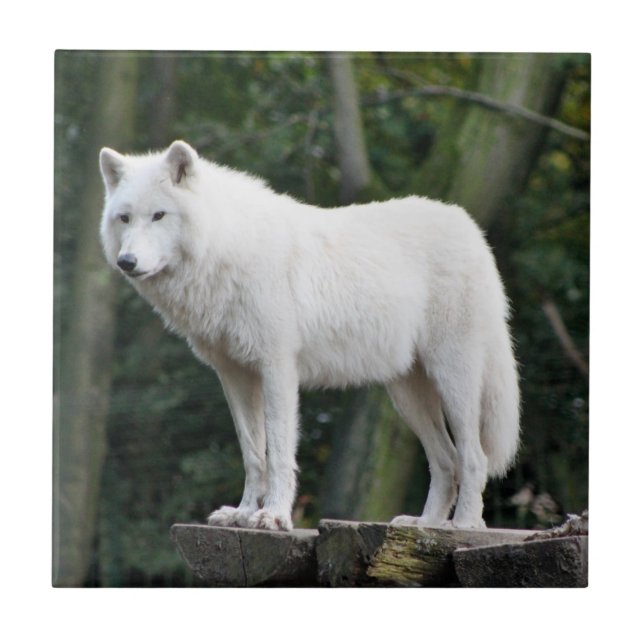 Wild White Wolf Tile (Front)