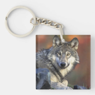 wild wolf keychain