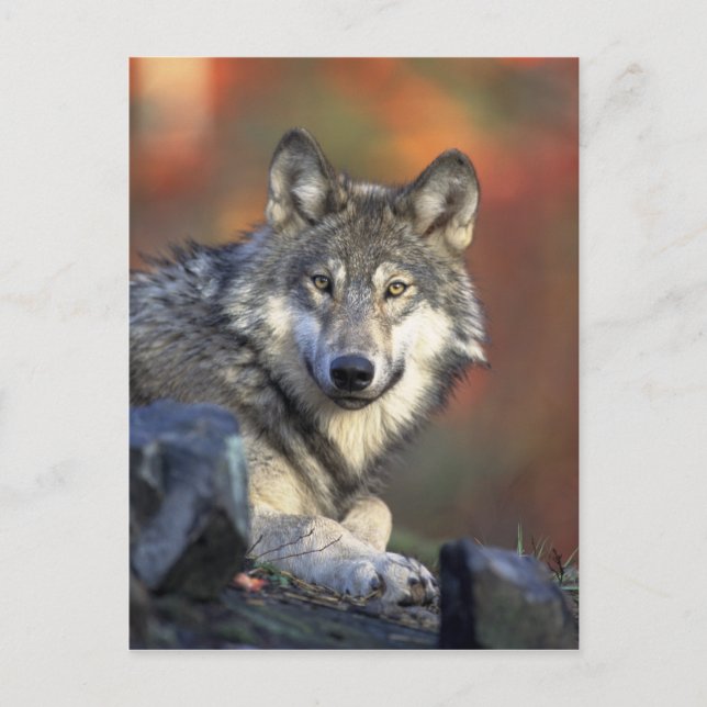 wild wolf postcard (Front)