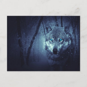 Wild Wolf with Beautiful Blue Eyes Postcard
