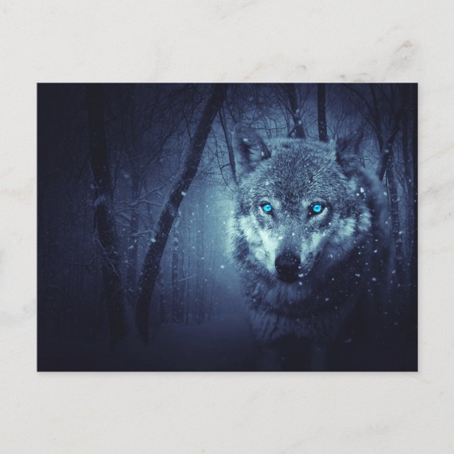 Wild Wolf with Beautiful Blue Eyes Postcard (Front)