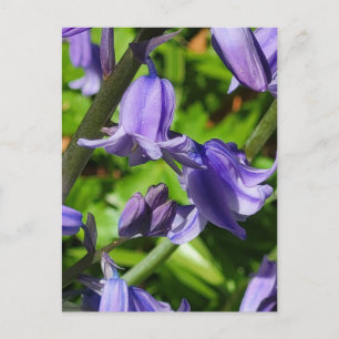 Wild Woodlands Bluebell Flowers Postcard