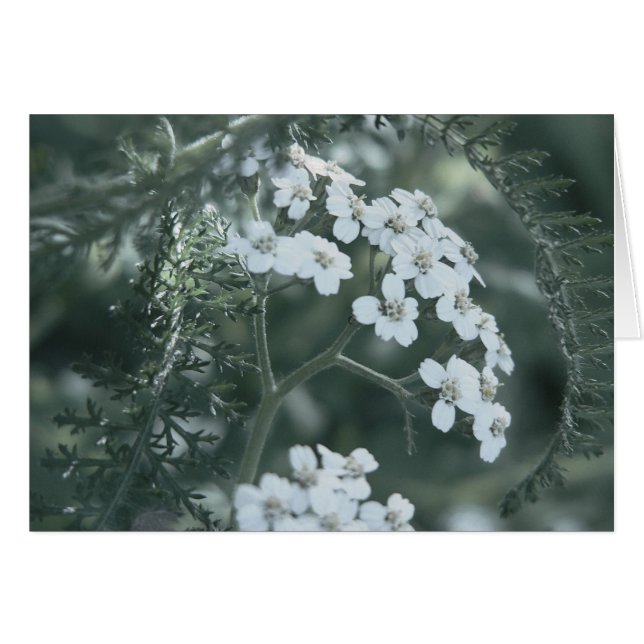 Wild Yarrow Card (Front Horizontal)