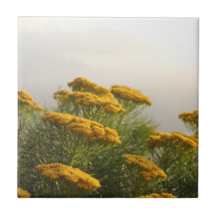 Wild Yellow Flowers South Africa Misty Weather Tile