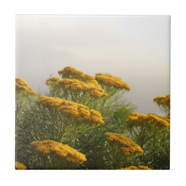 Wild Yellow Flowers South Africa Misty Weather Tile (Front)