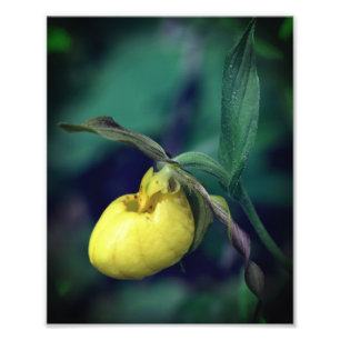 Wild Yellow Lady Slipper Orchid Flower 8x10 Photo Print