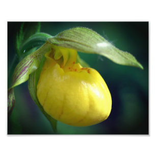 Wild Yellow Lady Slipper Orchid Flower 8x10 Photo Print