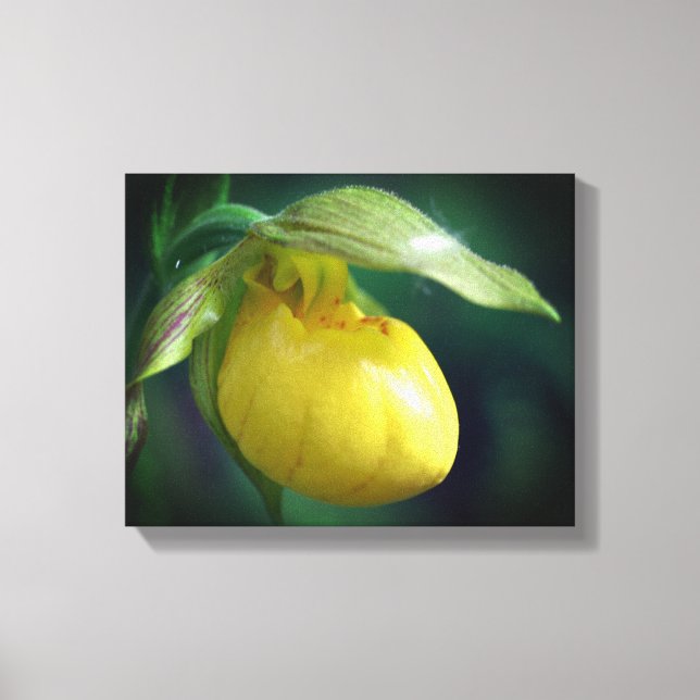Wild Yellow Lady Slipper Orchid Flower Close Up Canvas Print (Front)