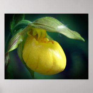 Wild Yellow Lady Slipper Orchid Flower Close Up Poster