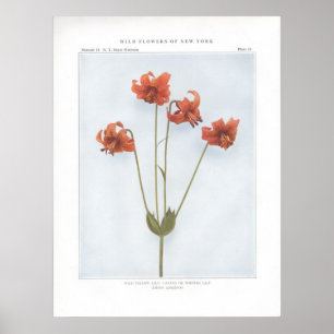 Wild Yellow Lily; Canada or Nodding Lily Poster