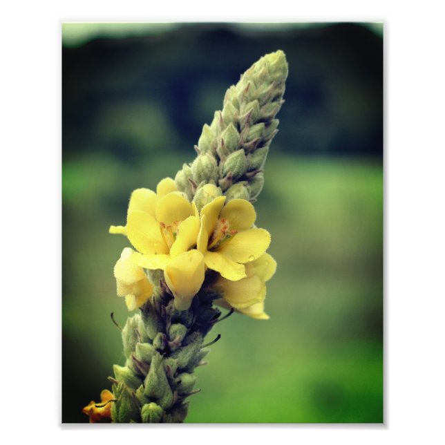 Wild Yellow Mullein Flower 8x10 Photo Print (Front)
