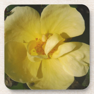 Wild Yellow Rose Coaster
