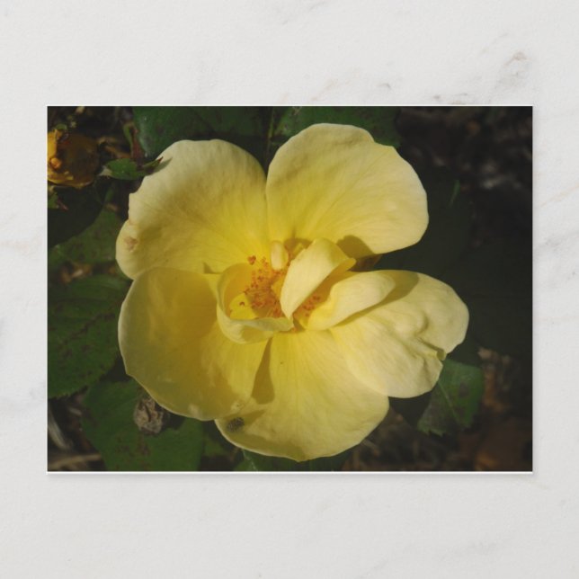 Wild Yellow Rose Postcard (Front)