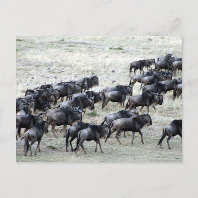 wilde beest herd postcard (Front)
