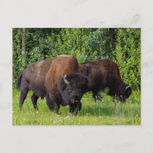 Wilde Bisons am Alaska Highway Postkarte Postcard