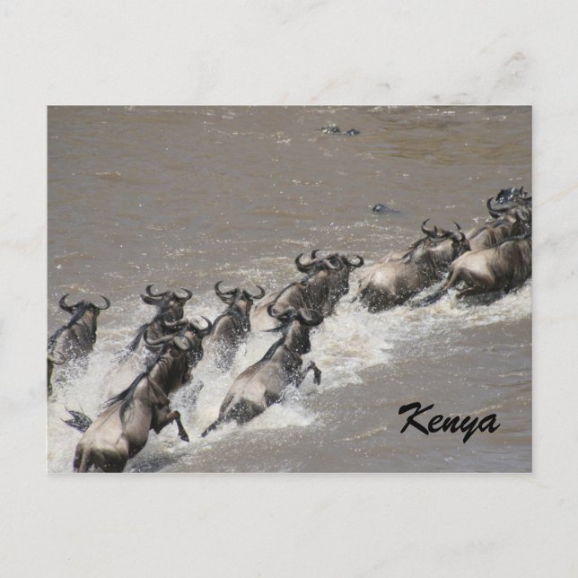 wildebeest crossing postcard (Front)