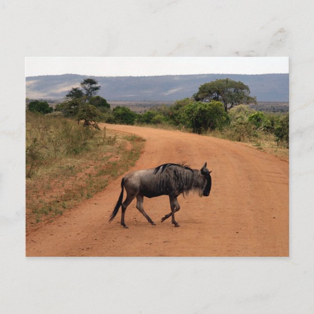 wildebeest crossing postcard (Front)