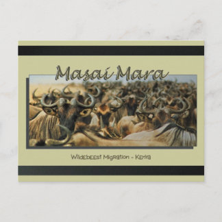 Wildebeest / gnu migration, safari postcards