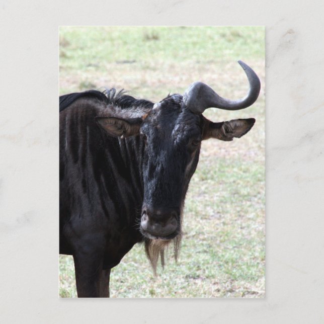 wildebeest horn postcard (Front)