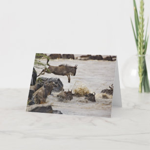 Wildebeest jumping into Mara River Card