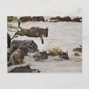 Wildebeest jumping into Mara River Postcard
