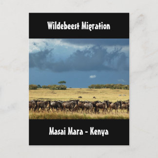 Wildebeest migration Masai Mara Kenya postcard
