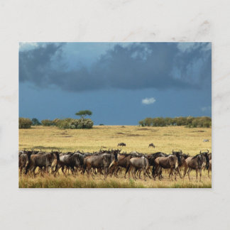 Wildebeest migration Masai Mara Kenya postcard