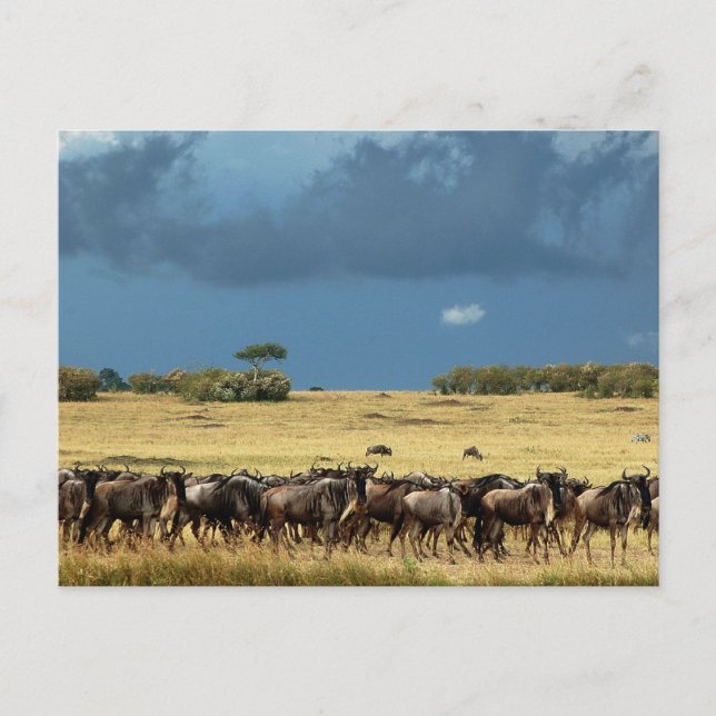 Wildebeest migration Masai Mara Kenya postcard (Front)