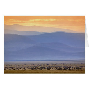 Wildebeest pendant la migration, Connochetes