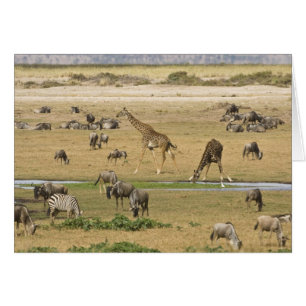 Wildebeests, Zebras and Giraffes