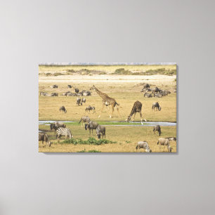 Wildebeests, Zebras and Giraffes Canvas Print