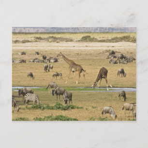 Wildebeests, Zebras and Giraffes Postcard