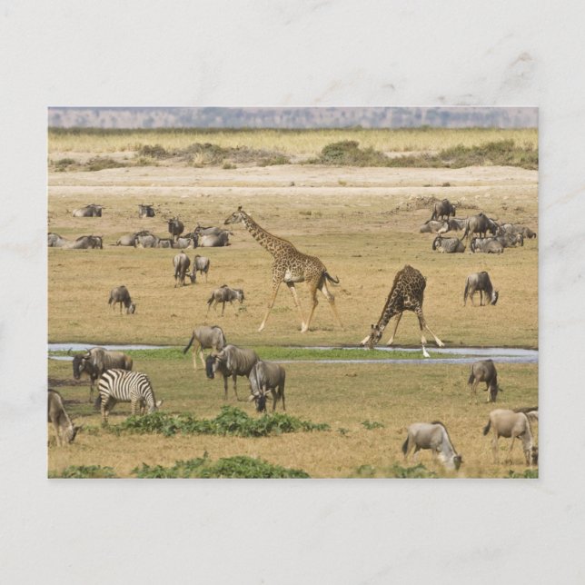 Wildebeests, Zebras and Giraffes Postcard (Front)