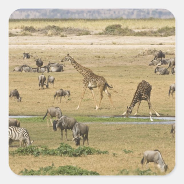 Wildebeests, Zebras and Giraffes Square Sticker (Front)