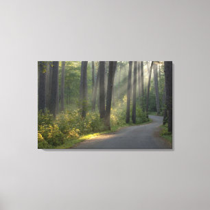 Wilderness Drive, Itasca State Park, Canvas Print
