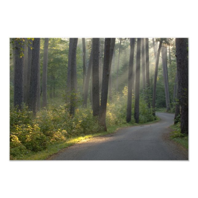 Wilderness Drive, Itasca State Park, Photo Print (Front)