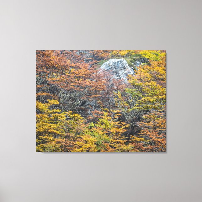 Wilderness Palette, Tierra del Fuego Forest Canvas Print (Front)