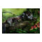 WildEyes-Panther Art Poster/Print