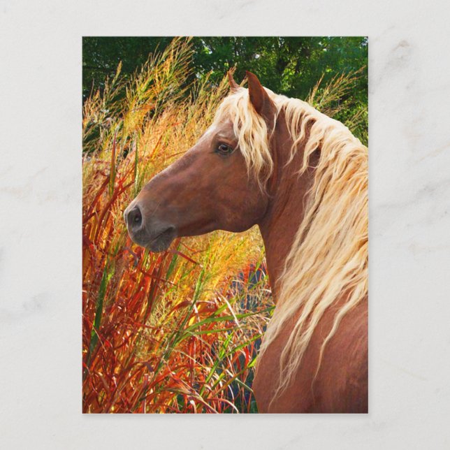 "Wildfire" Postcard (Front)