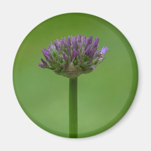 Wildflower Allium Magnet