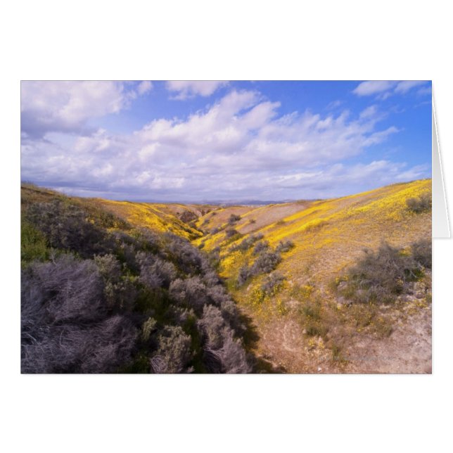 Wildflower Bloom (Front Horizontal)
