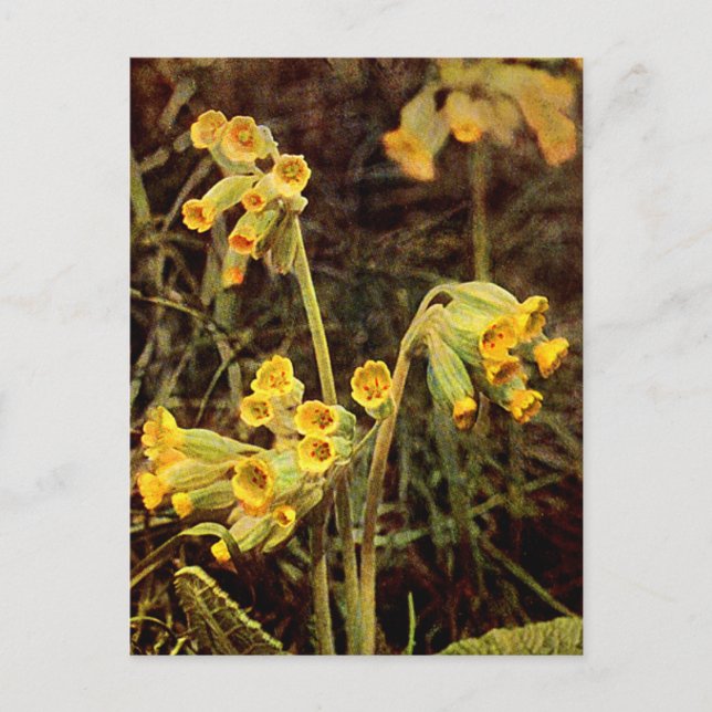 Wildflower: Cowslip Postcard (Front)