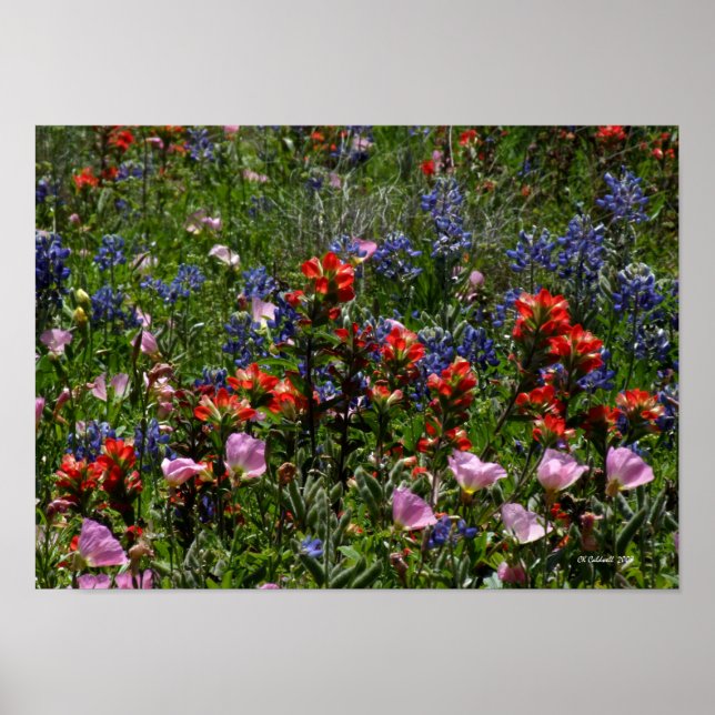 Wildflower Dreams Poster (Front)