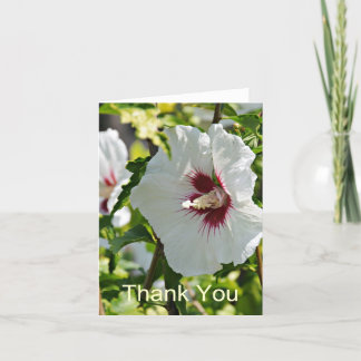 Wildflower Hibiscus, Thank You