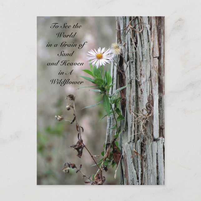 Wildflower Postcard (Front)