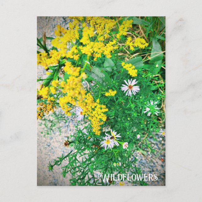 Wildflower Postcard (Front)